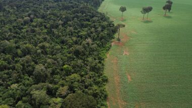 amazonia floresta amazonica agricultura