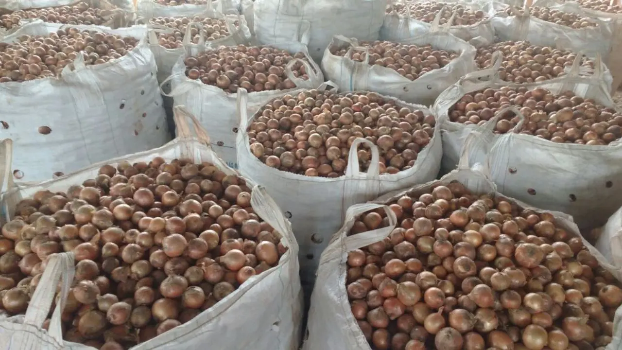 A expectativa da produção de cebolas para a safra de 2025/2026 é de 597 mil toneladas.