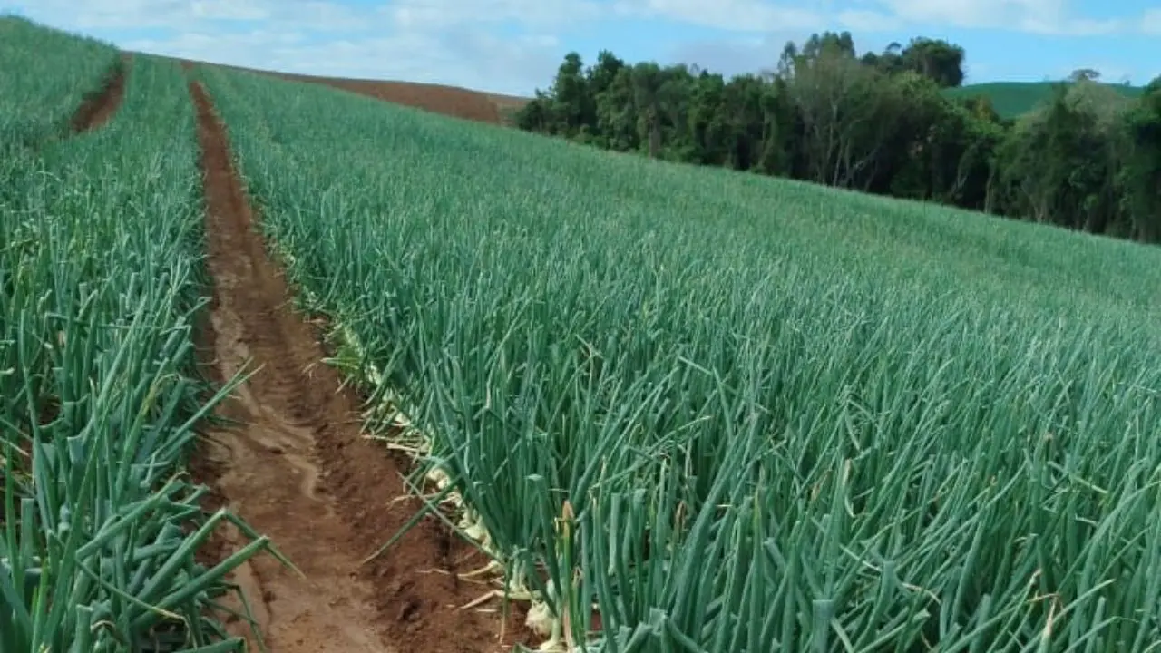 Expectativa na produção de cebolas é de preços baixos para a safra de 2025/2026.