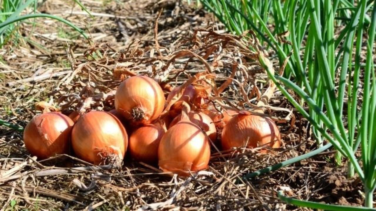 A produção de cebolas é destaque em Santa Catarina, que abriga a cidade reconhecida como a capital nacional da hortaliça.