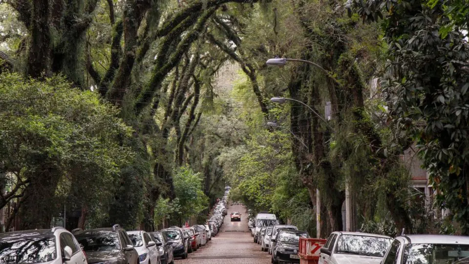 A rua considerada uma das mais bonitas do mundo chama a atenção por seu túnel verde de árvores.