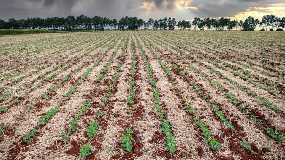 Agro do RS se recupera das enchentes e puxa crescimento do PIB do Sul