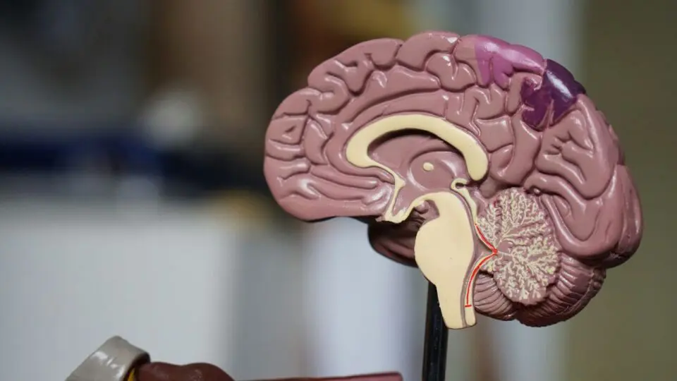 Cientistas brasileiros realizam estudo capaz de detectar precocemente o Alzheimer por meio de exame de sangue.