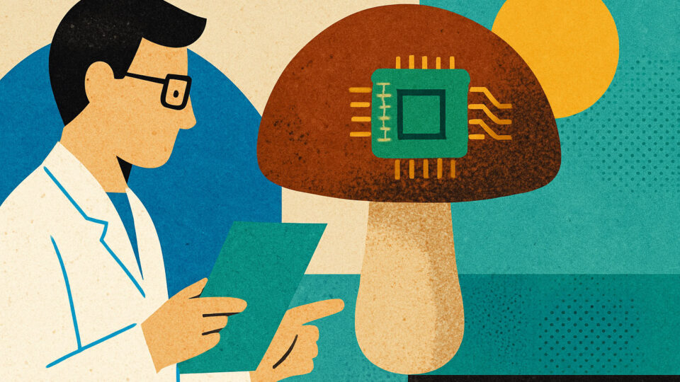 Pesquisadores conseguem fazer shitake funcionar como chip de computador