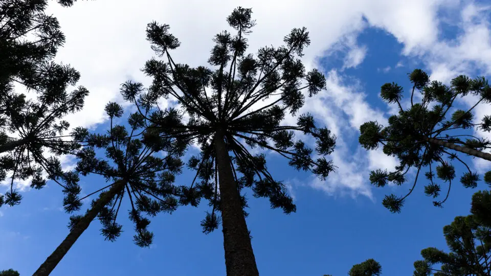 Em Curitiba, a preservação da araucária também gera incentivo urbano, com benefícios construtivos para imóveis que mantêm a árvore no terreno.