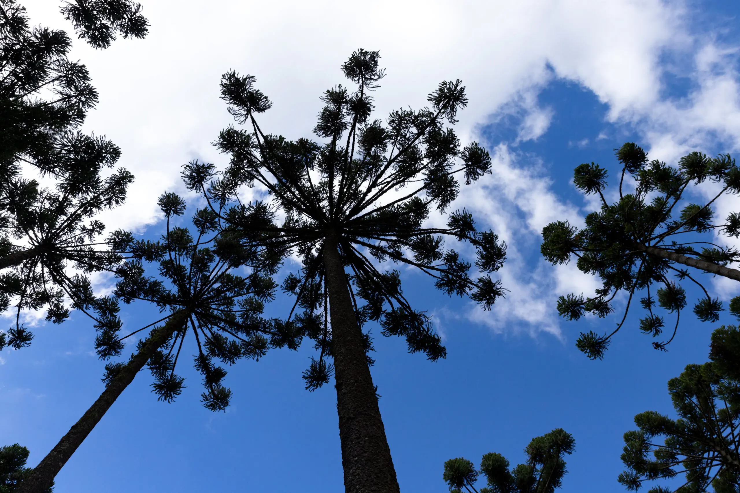 Em Curitiba, a preservação da araucária também gera incentivo urbano, com benefícios construtivos para imóveis que mantêm a árvore no terreno.