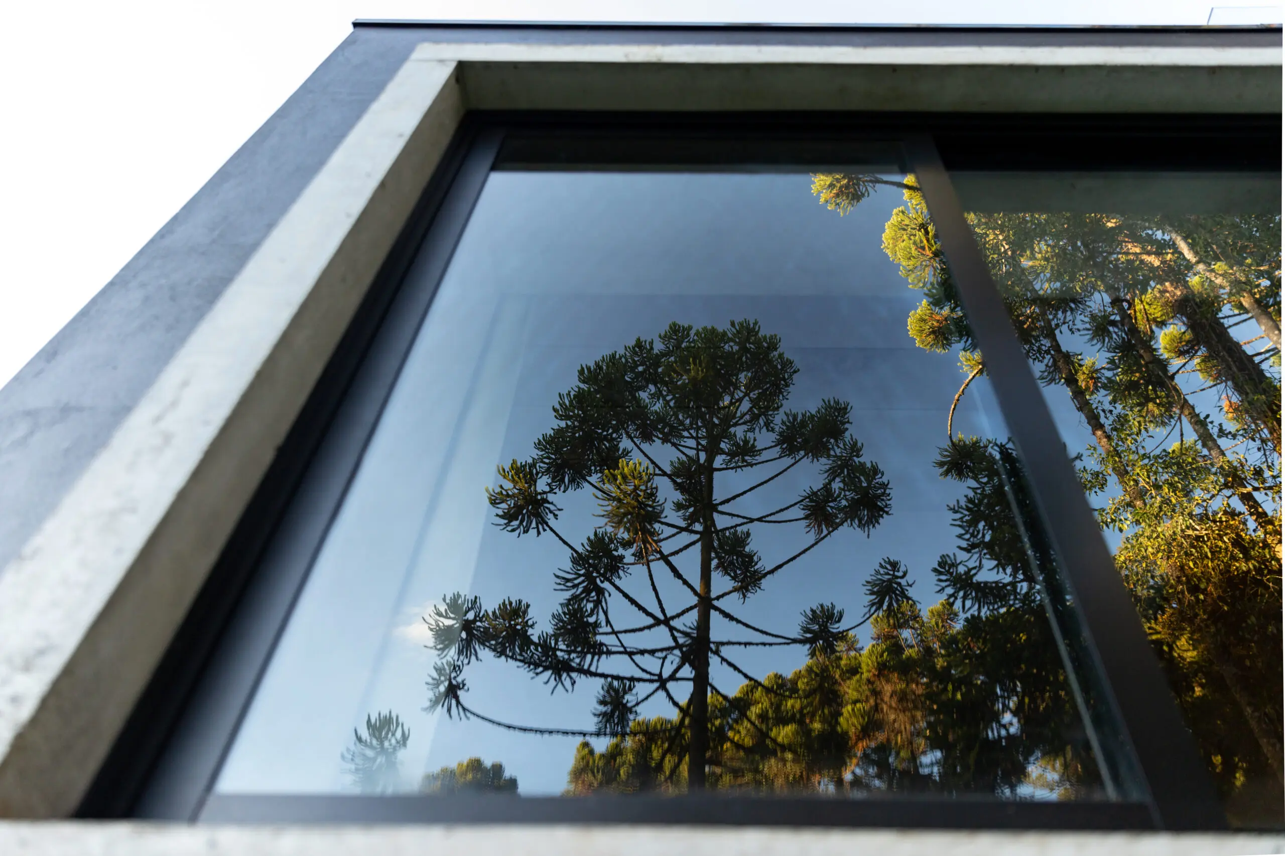 Em Campos do Jordão, o projeto se molda às araucárias existentes e transforma a paisagem serrana em elemento central da arquitetura.