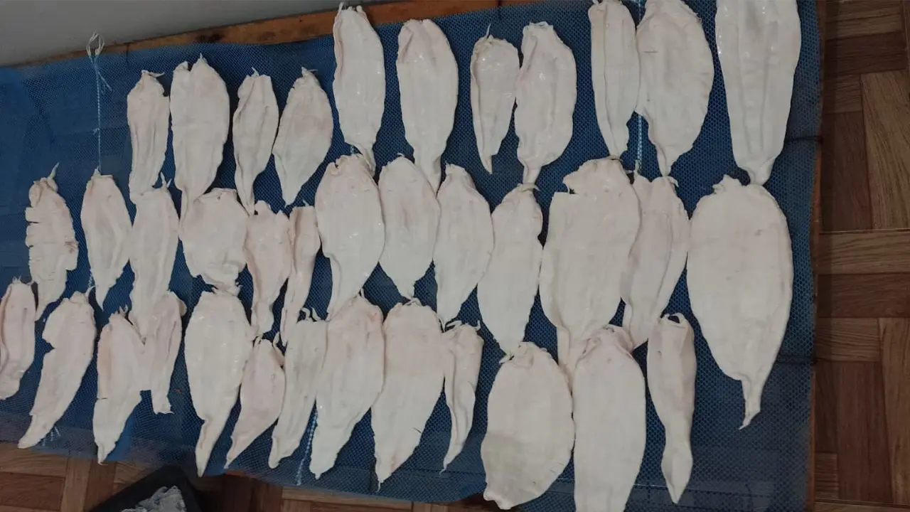 A bexiga natatória, conhecida como grude, conquistou o mercado asiático.