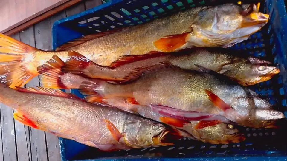 Bexiga natatória da pescada-amarela é considerada um "órgão de ouro" entre os pescadores.