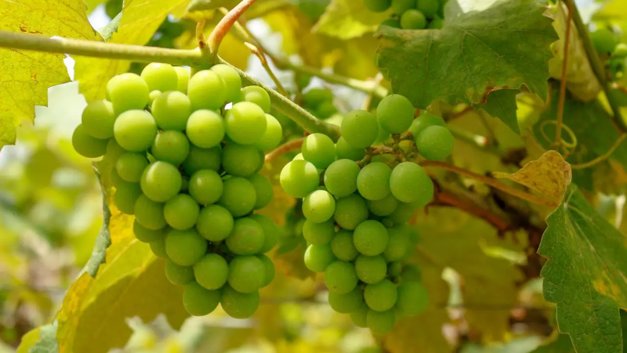 A uva Goethe se adaptou bem ao clima da região Sul de SC.
