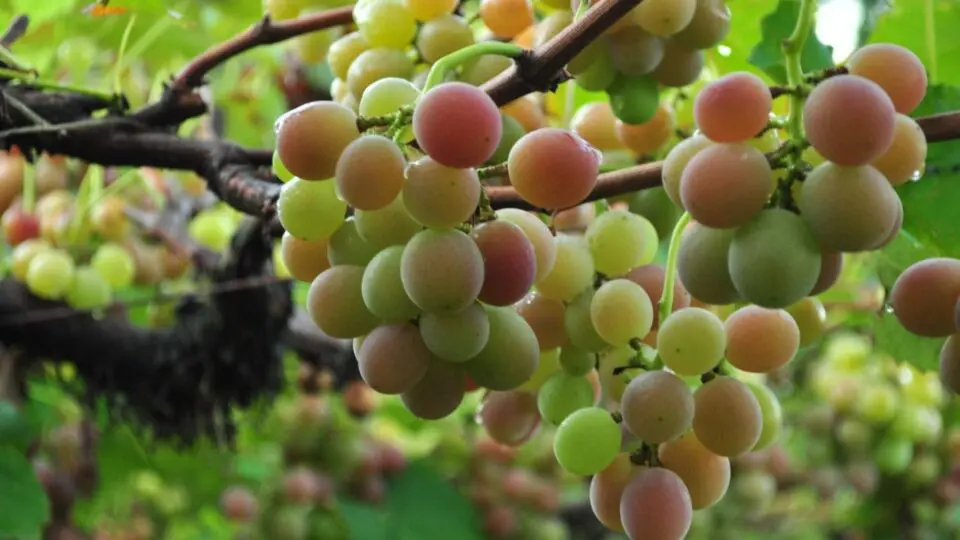 Uva Goethe produz um vinho raro e de sabor único.