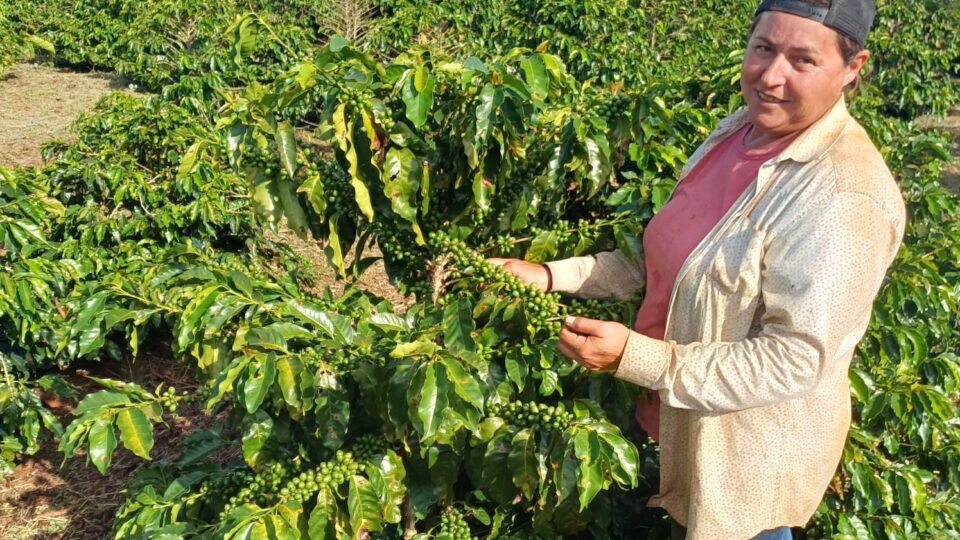 O café especial do oeste do Paraná que vence a geada e a seca