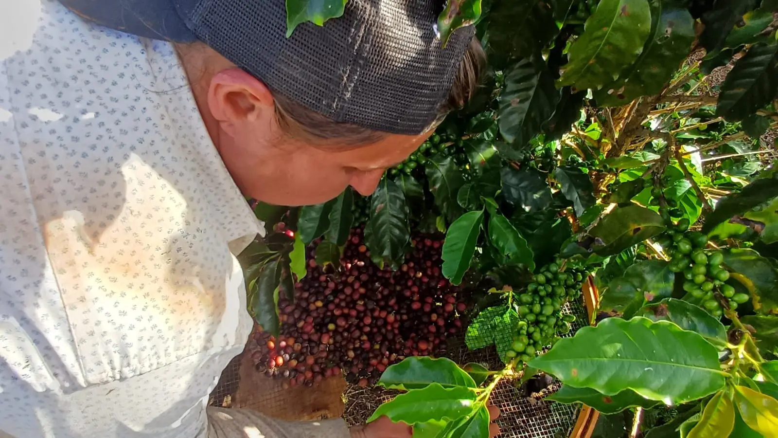 O cuidado manual traduz a teimosia que transformou a chácara em fonte de renda e orgulho.