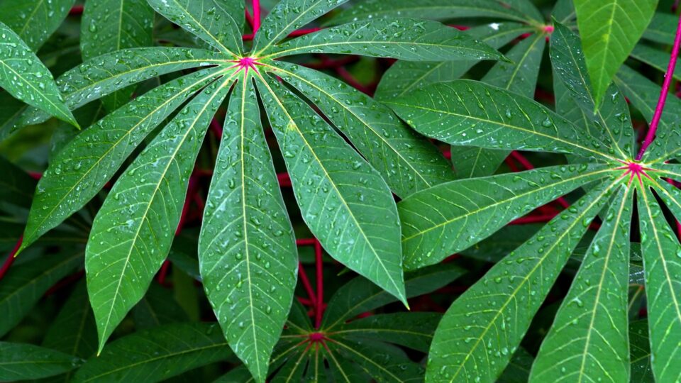 Do desperdício ao lucro: sobras da mandioca derrubam custo da alimentação bovina