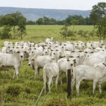 Segundo USDA, pecuária brasileira deve produzir 12,35 milhões de toneladas de carne bovina em 2025, 4,5% mais que os EUA, com 11,81 milhões de toneladas