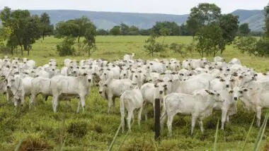 Segundo USDA, pecuária brasileira deve produzir 12,35 milhões de toneladas de carne bovina em 2025, 4,5% mais que os EUA, com 11,81 milhões de toneladas