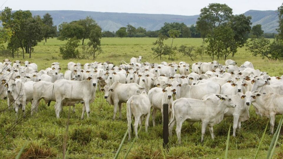 Em feito inédito, Brasil ultrapassa EUA e vira maior produtor de carne bovina do mundo