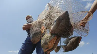 Com aval do Paraguai, a criação de tilápias em Itaipu ganha segurança jurídica e projeta o lago como um dos maiores polos de piscicultura da América do Sul.