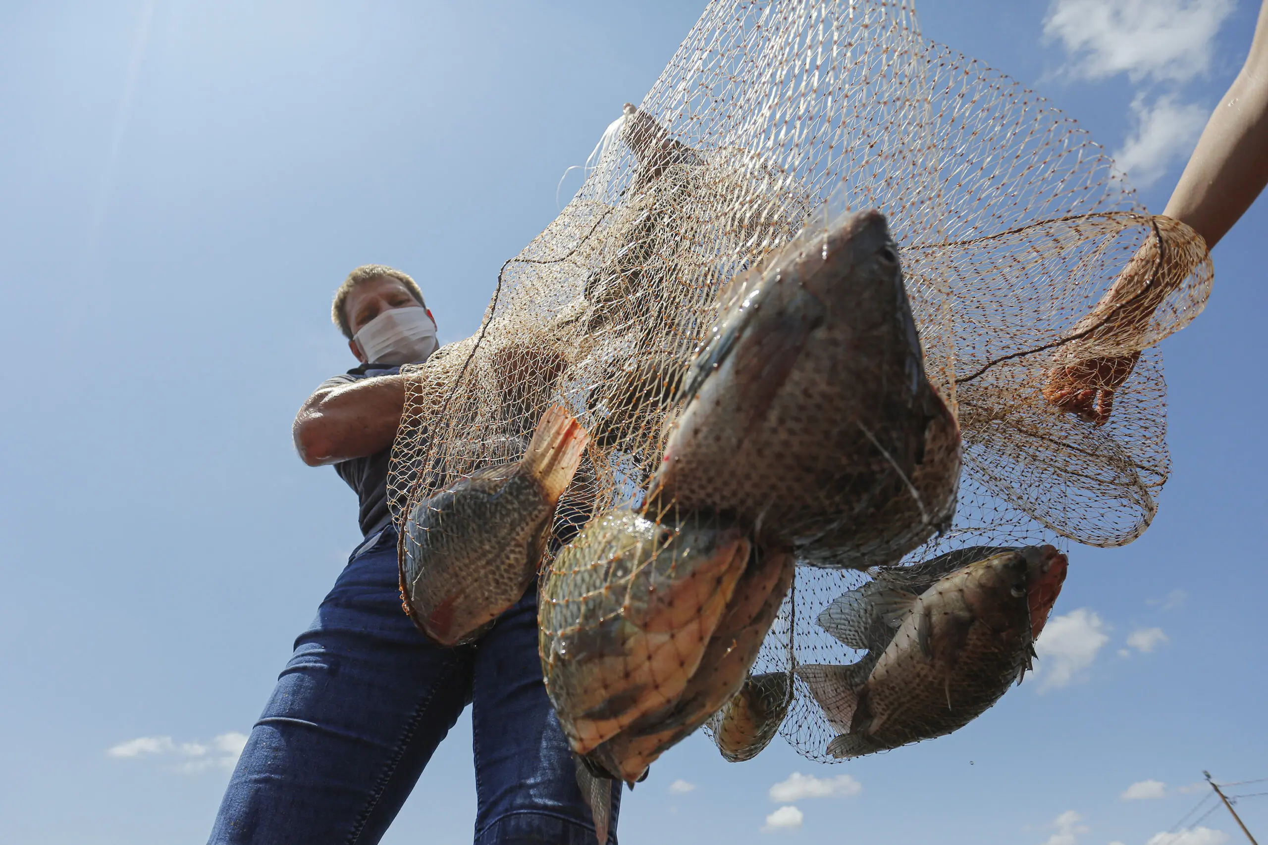 Com aval do Paraguai, a criação de tilápias em Itaipu ganha segurança jurídica e projeta o lago como um dos maiores polos de piscicultura da América do Sul.