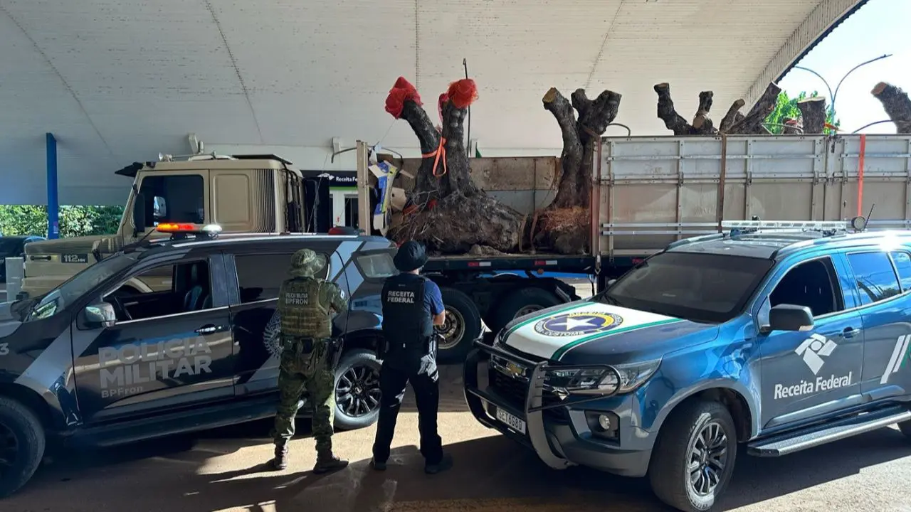 Nove oliveiras centenárias apreendidas pela Receita Federal foram encaminhadas para universidades e serão utilizadas para paisagismo, conscientização ambiental e pesquisas científicas.