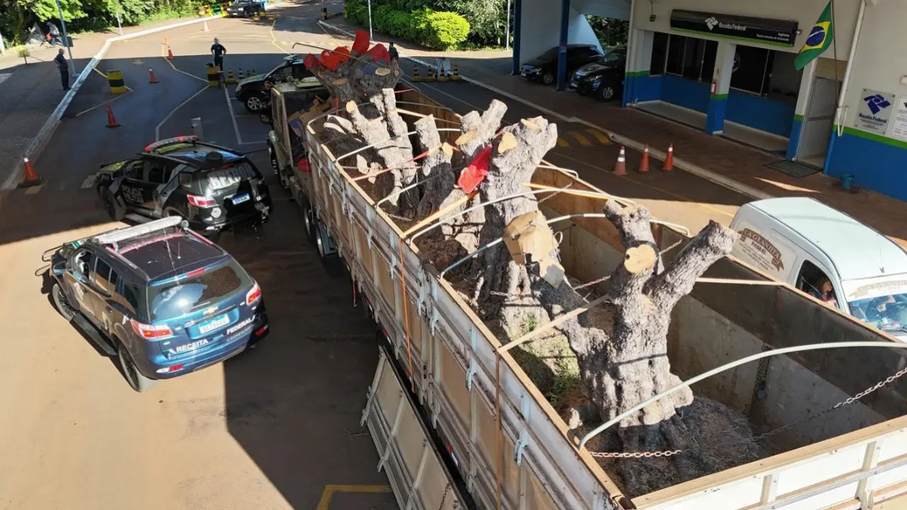 As oliveiras centenárias foram apreendidas pela Receita Federal.