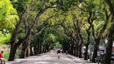 árvores arborização