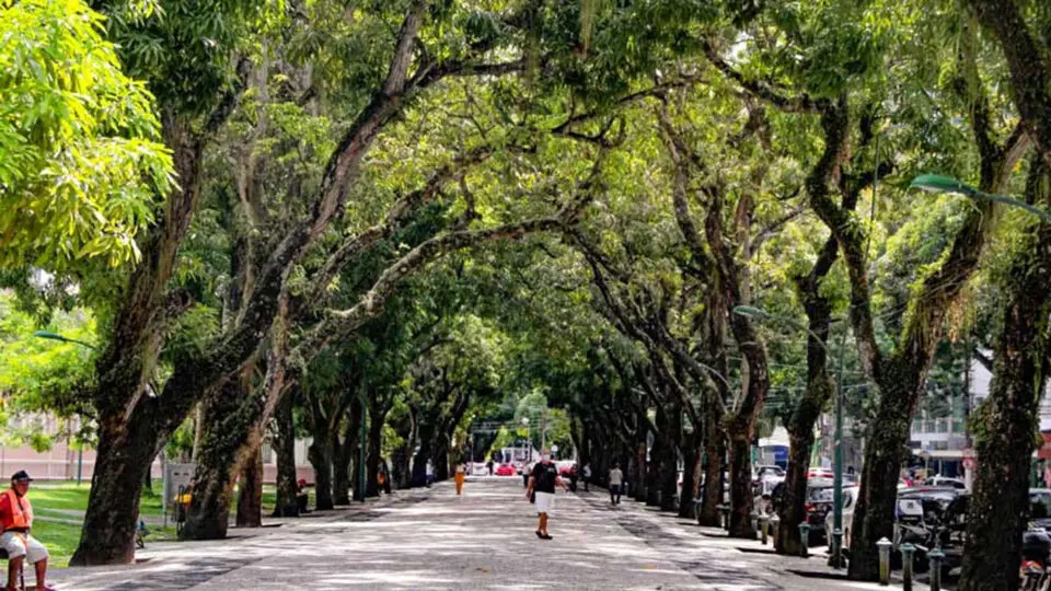 árvores arborização