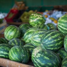 Goiás transforma melancia em símbolo de inovação, renda e liderança nacional na fruticultura. Imagem referente a matéria