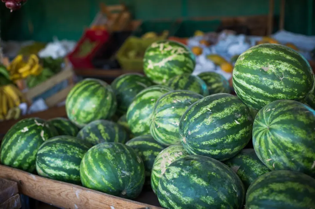 Goiás transforma melancia em símbolo de inovação, renda e liderança nacional na fruticultura.