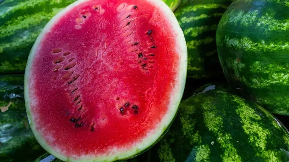 A melancia brasileira conquista mercados, bate recordes de exportação e projeta o agro nacional como referência global em produtividade e qualidade.