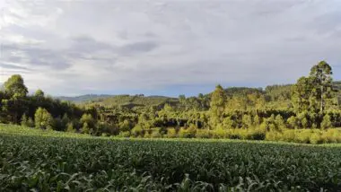 Sobreposição de títulos alcança metade das terras no Brasil