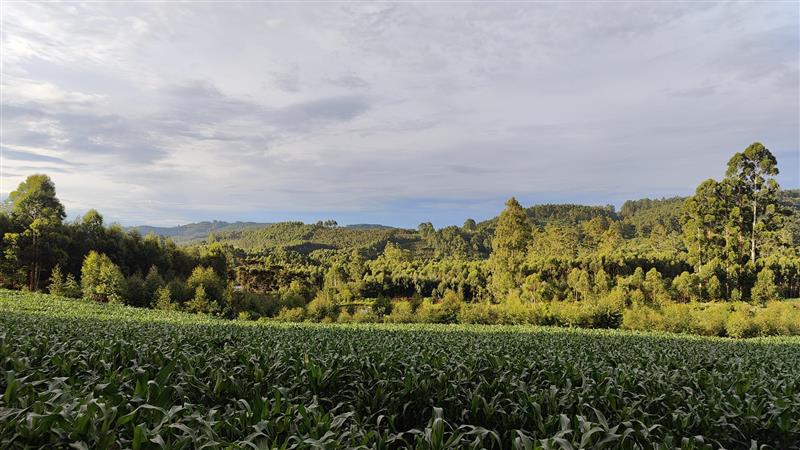 Sobreposição de títulos alcança metade das terras no Brasil