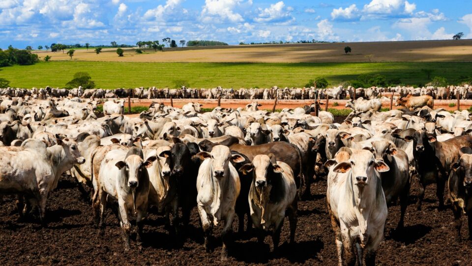 Carne brasileira na China terá cota e tarifa extra de 55%