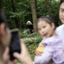 Família chinesa visita o Centro de Conservação e Pesquisa do Panda Gigante da China, em 2024 Imagem referente a matéria