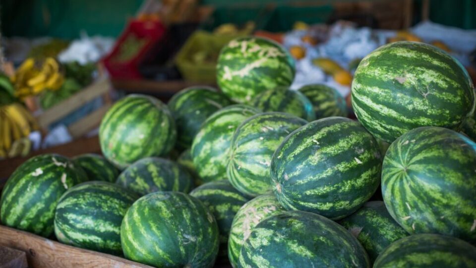 Do campo goiano à Europa: a melancia que se transformou em motor econômico