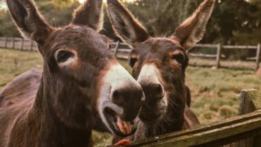 Imagem referente a matéria