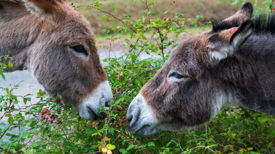 Dois jumentos juntos, que estão em possível extinção devido à exploração da China.