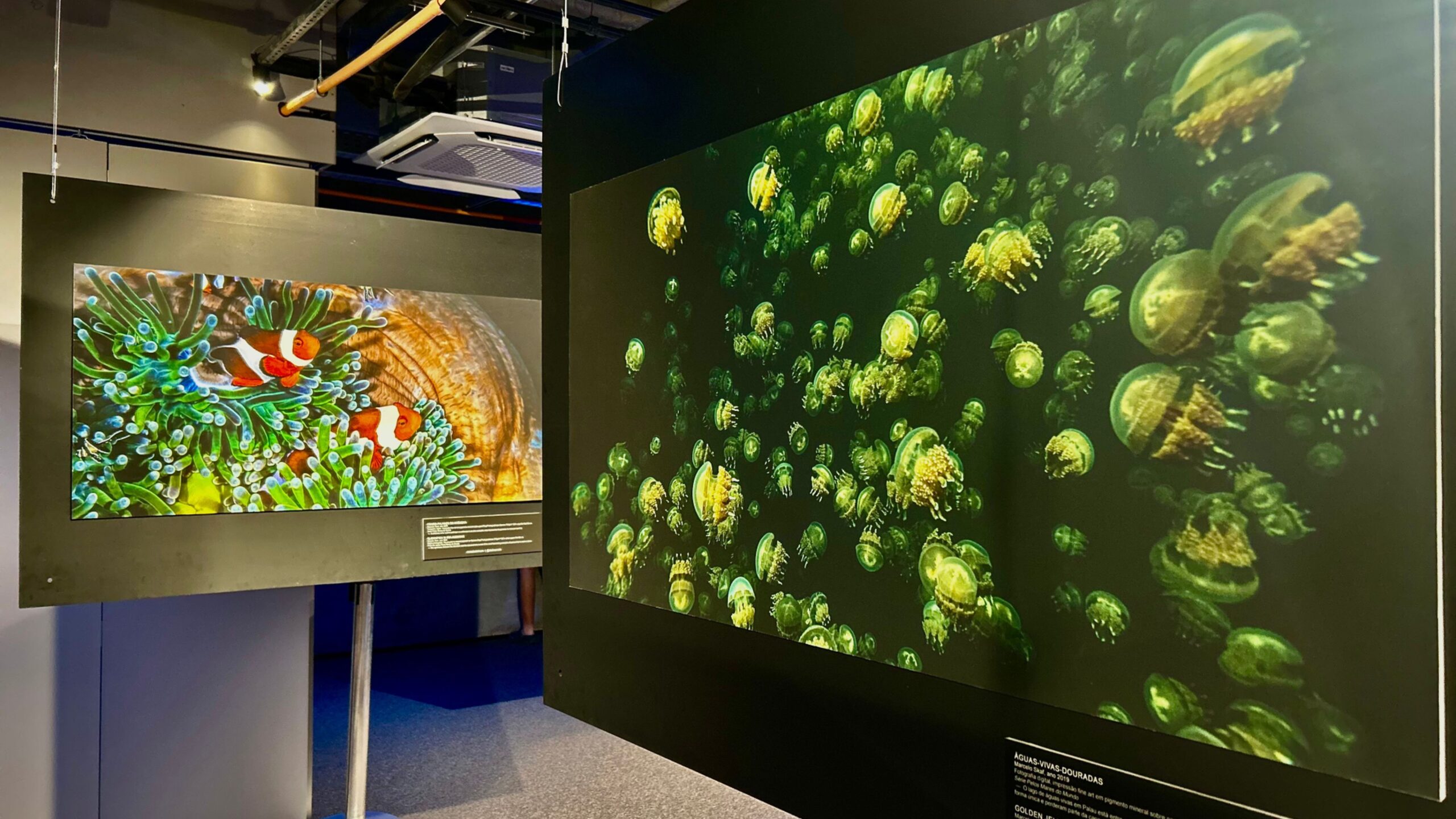 Exposição Pelos Mares do Mundo 2, de Marcelo Skaf, em cartaz no AquaFoz, revela a beleza e a diversidade da vida subaquática.