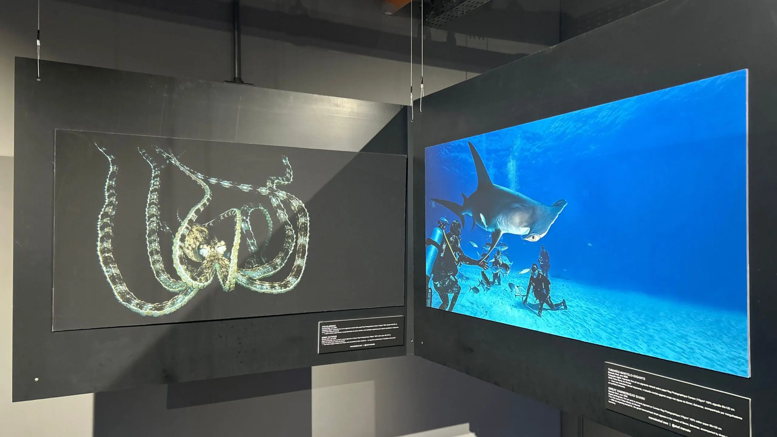 Registros subaquáticos de Marcelo Skaf mostram a força, a diversidade e os encontros raros da vida marinha.