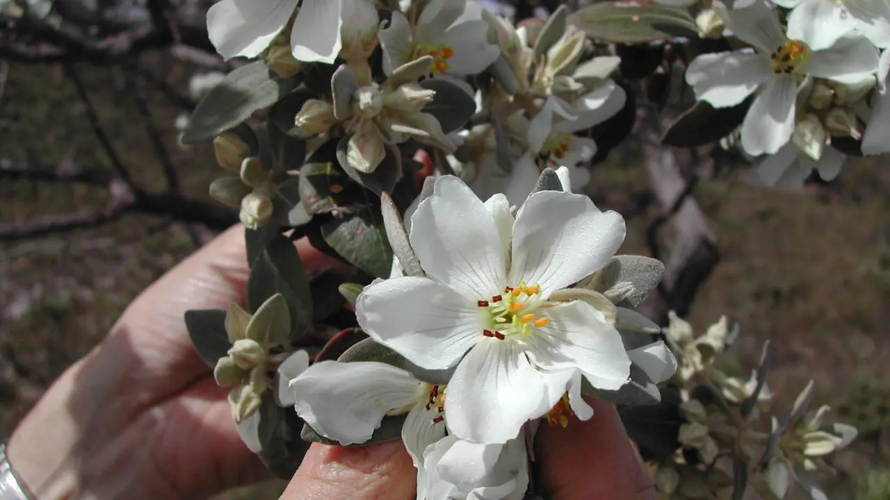 Plantas da Serra do Cipó evoluíram em isolamento ao longo de milhões de anos e não existem em nenhum outro lugar do planeta.