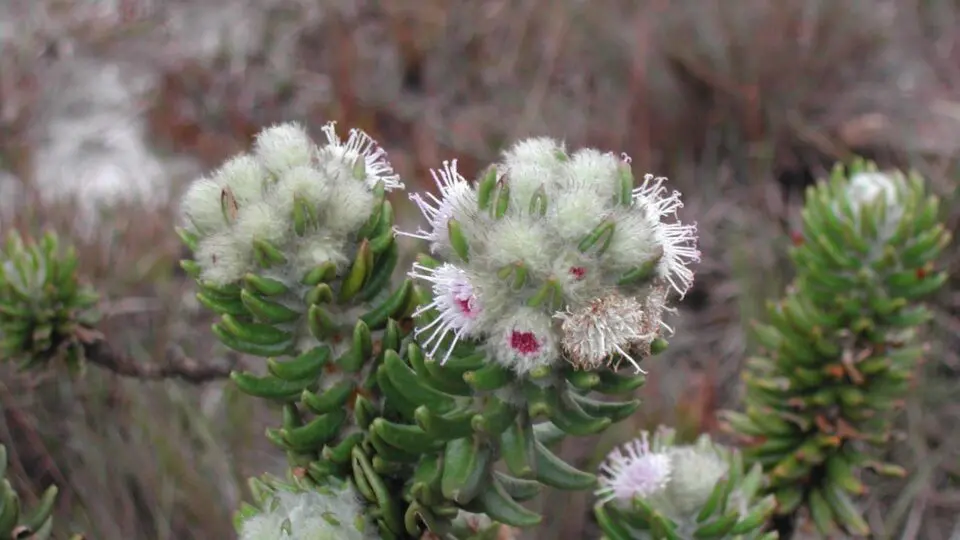 A flora da Serra do Cipó reúne espécies exclusivas, resultado de um processo evolutivo raro que transformou a região em referência mundial em biodiversidade
