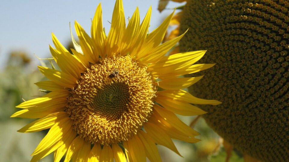 Como Goiás se tornou líder nacional na produção de girassol