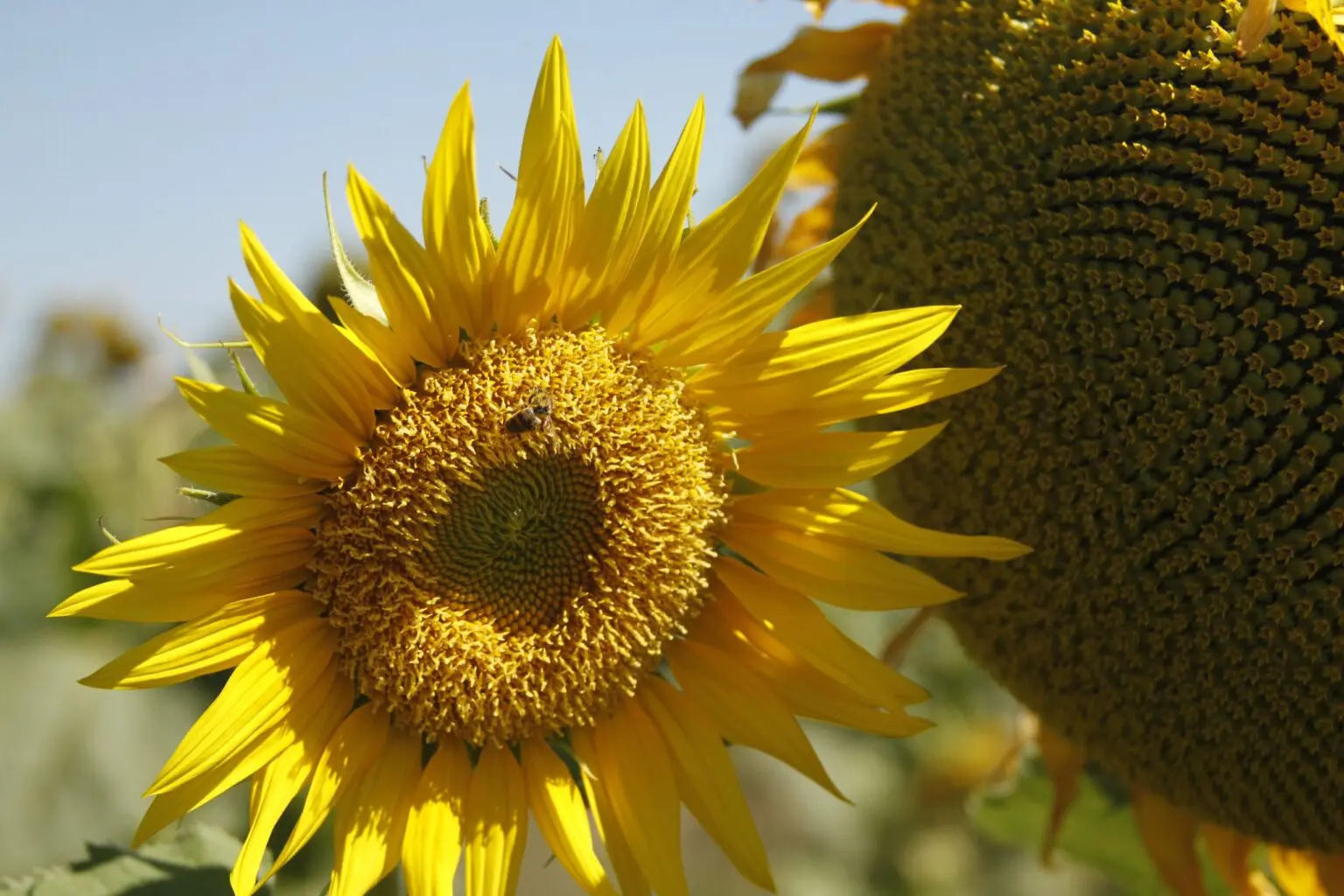 Com 70% da produção nacional, Goiás consolida o girassol como uma alternativa estratégica que une alta tecnologia e resiliência hídrica.