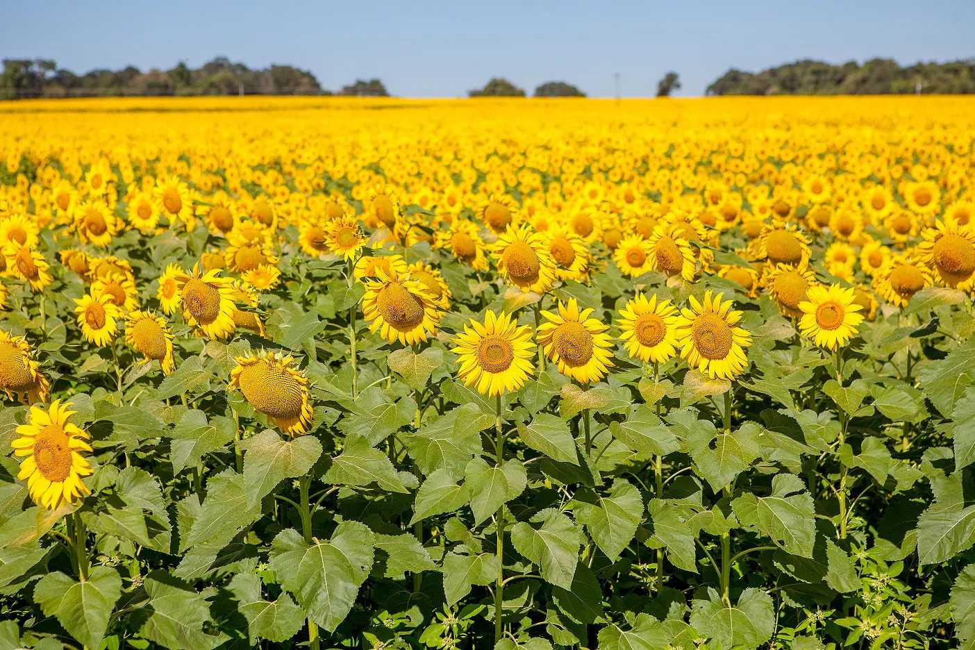 Com raízes profundas, a planta promove a ciclagem de potássio e descompacta o solo, preparando o terreno para a próxima safra de soja.