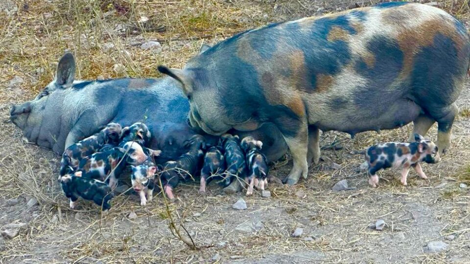 A raça de porcos que é considerada joia rara do Brasil