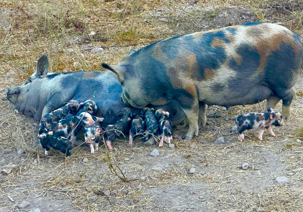 Caruncho Três Cores: raça suína primitiva do Brasil, rústica e adaptada ao clima tropical, é a base histórica da produção de banha no país.