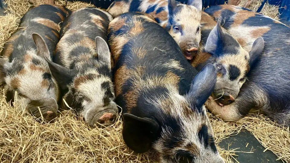 Raça de porco Caruncho Três Cores usada na charcutaria, técnica de preparo e conservação de carnes, por causa da rusticidade, do crescimento lento e do equilíbrio natural entre carne e gordura.