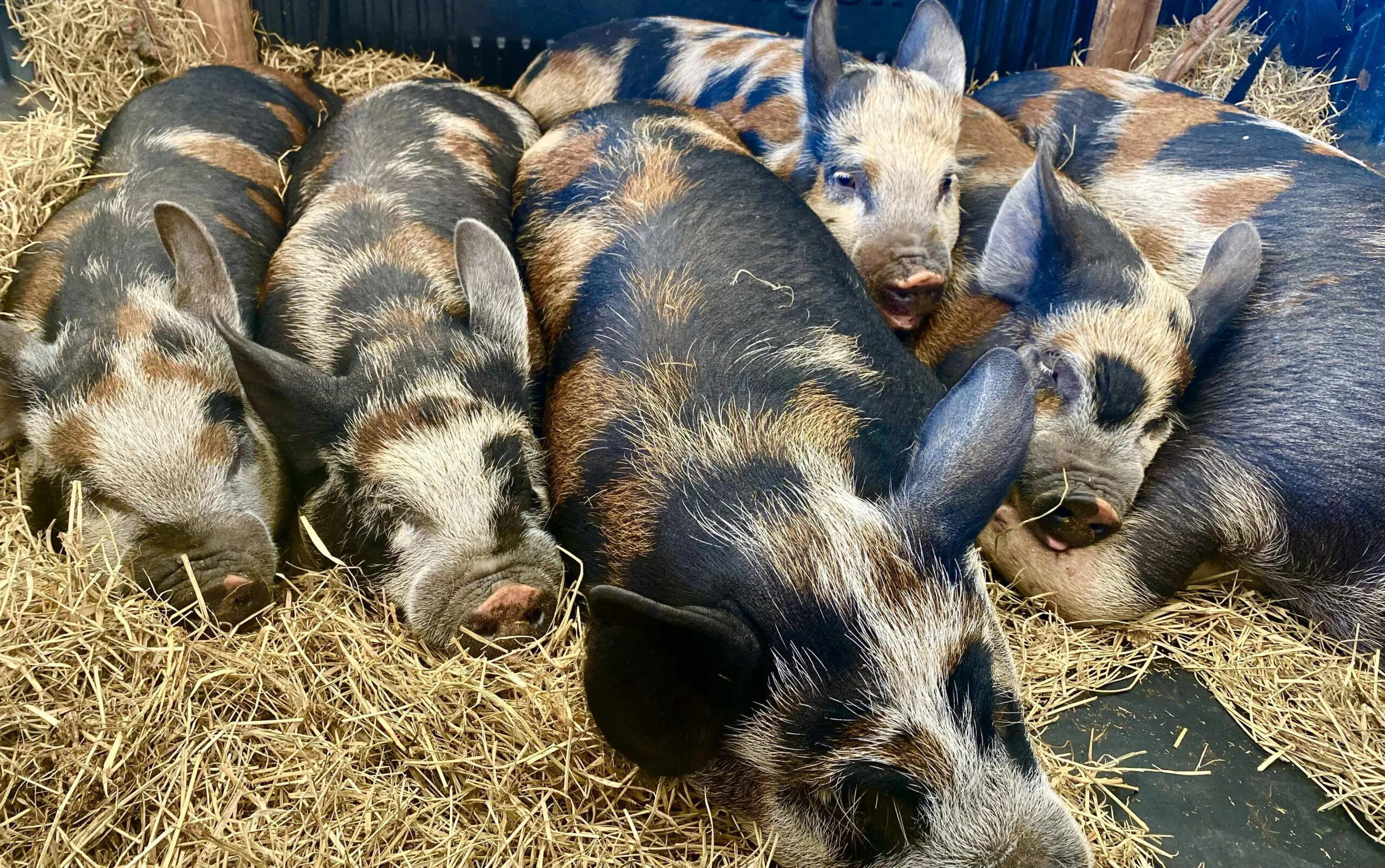 Raça de porco Caruncho Três Cores usada na charcutaria, técnica de preparo e conservação de carnes, por causa da rusticidade, do crescimento lento e do equilíbrio natural entre carne e gordura.