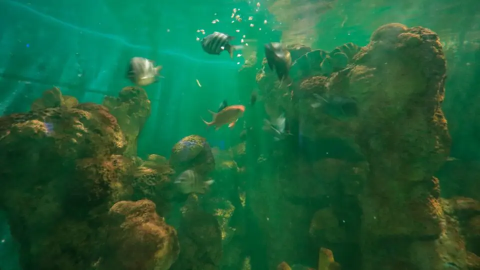 Aquário Paranaguá