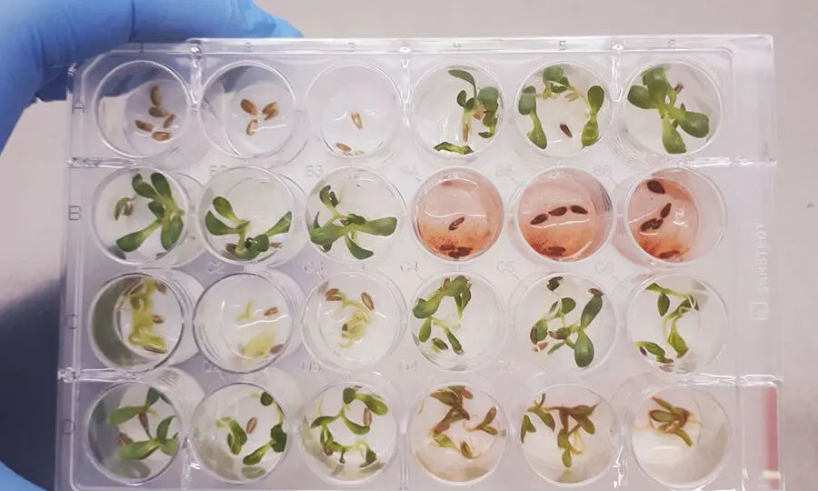 Ensaio mostra extrato bruto do fungo Fusarium (em vermelho) inibindo a germinação de sementes de dicotiledônea